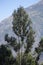Image of eucalyptus tree in Peruvian Andes.