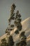 Image of eucalyptus tree in Peruvian Andes.