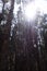 Image of eucalyptus tree in Peruvian Andes.