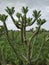 Image of euphorbia neriifolia cactus plants