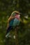  image of a European Roller