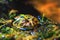 Image exotic amphibians Brazilian horned toad