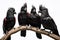 Image of family group of Black cockatoo, Palm cockatoo, Goliath on the branch on white background. Birds. Wildlife Animals.