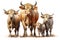 Image of family group of brown bull on white background. Wildlife Animals. Illustration, Generative AI