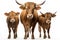 Image of family group of brown bull on white background. Wildlife Animals. Illustration, Generative AI