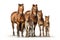 Image of family group of brown horses on white background. Wildlife Animals. Illustration, Generative AI