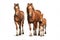 Image of family group of brown horses on white background. Wildlife Animals. Illustration, Generative AI