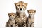 Image of family group of cheetahs on white background. Wildlife Animals. Illustration, Generative AI