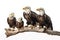 Image of family group of eagles on branches on white background. Birds. Animals. Illustration, Generative AI