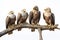 Image of family group of eagles on branches on white background. Birds. Animals. Illustration, Generative AI