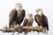 Image of family group of eagles on branches on white background. Birds. Animals. Illustration, Generative AI