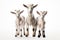 Image of family group of goats on white background. Farm animals. Illustration, Generative AI