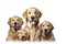 Image of family group of golden retriever dogs on white background. Pet. Animals. Illustration, Generative AI