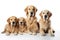 Image of family group of golden retriever dogs on white background. Pet. Animals. Illustration, Generative AI