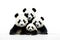 Image of family group of pandas on white background. Wildlife Animals. Illustration, Generative AI