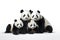 Image of family group of pandas on white background. Wildlife Animals. Illustration, Generative AI