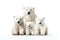 Image of family group of polar bears on white background. Wildlife Animals. Illustration, Generative AI