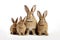Image of family group of rabbits on white background. Wildlife Animals. Illustration, Generative AI