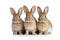 Image of family group of rabbits on white background. Wildlife Animals. Illustration, Generative AI