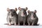 Image of family group of rats on white background. Wildlife Animals. Illustration, Generative AI