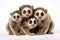 Image of family group of Slow lorisess on white background. Wildlife Animals. Illustration, Generative AI