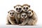 Image of family group of Slow lorisess on white background. Wildlife Animals. Illustration, Generative AI