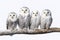 Image of family group of snowy owl on the branch on white background. Birds. Wildlife Animals. Illustration, Generative AI