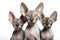Image of family group of sphynx cats on white background. Pet. Animals. Illustration, Generative AI