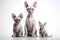 Image of family group of sphynx cats on white background. Pet. Animals. Illustration, Generative AI