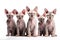 Image of family group of sphynx cats on white background. Pet. Animals. Illustration, Generative AI