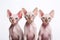 Image of family group of sphynx cats on white background. Pet. Animals. Illustration, Generative AI