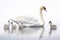 Image of family group of swans on white background. Birds. Wildlife Animals. Illustration, Generative AI