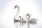 Image of family group of swans on white background. Birds. Wildlife Animals. Illustration, Generative AI