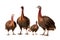 Image of family group of turkeys on white background. Farm animals. Illustration, Generative AI