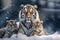 Image of family of siberian tigers is in the middle of a snowstorm in the forest. Mammals. Wildlife Animals. Ai
