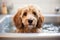 An image featuring a well-groomed dog being gently washed in a stylish bathtub, showcasing a luxurious and relaxing pet spa