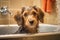 An image featuring a well-groomed dog being gently washed in a stylish bathtub, showcasing a luxurious and relaxing pet spa