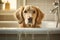 An image featuring a well-groomed dog being gently washed in a stylish bathtub, showcasing a luxurious and relaxing pet spa