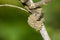 Image of female potter wasp building her nest