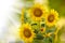 Image field of sunflowers