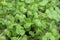 Image-filling close-up of young growing mustard cress with juicy green colouring