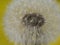 Image-filling macro photo of a dandelion against a yellow background