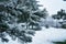 Image of fir branches under sudden spring snow