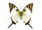 Image of Fivebar Swordtail Butterfly Graphium antiphates