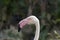 Image of a flamingo on nature background in thailand.