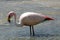 image of a flamingo with shades of pink in a lake in the Bolivian desert