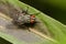 Image of a flies Diptera on green leaves. Insect