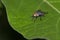 Image of a flies Diptera on green leaves. Insect