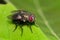 Image of a flies Diptera on green leaves. Insect.