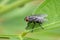 Image of a flies Diptera on green leaves. Insect.
